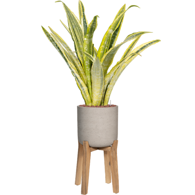 Растение в кашпо Sansevieria trifasciata 'Lauren' in Rough With Feet High