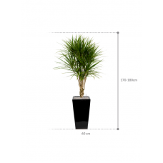 Dracaena marginata in Plain