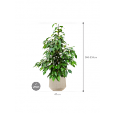 Ficus benjamina 'Danielle' in Baq Raindrop