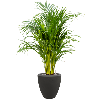 Растение в кашпо Dypsis (Areca) lutescens in Baq Polystone Plain