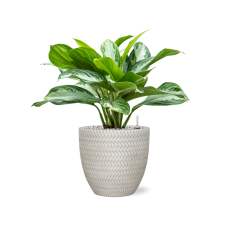 Aglaonema 'Silver Bay' in Baq Angle