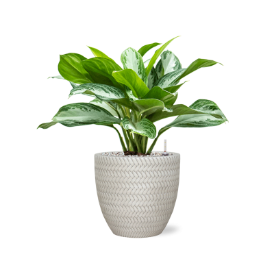 Растение в кашпо Aglaonema 'Silver Bay' in Baq Angle