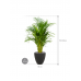 Растение в кашпо Dypsis (Areca) lutescens in Baq Polystone Plain