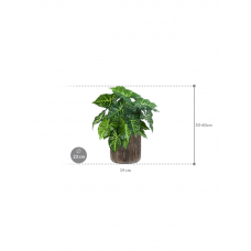 Philodendron in Baq Luxe Lite Universe Waterfall