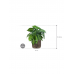 Растение в кашпо Philodendron in Baq Luxe Lite Universe Waterfall