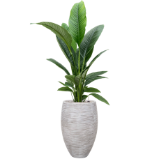 Spathiphyllum 'Sensation' in Capi Nature Rib NL