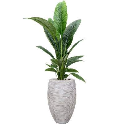 Растение в кашпо Spathiphyllum 'Sensation' in Capi Nature Rib NL