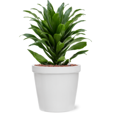 Dracaena fragrans 'Compacta' in Feliz