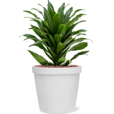 Растение в кашпо Dracaena fragrans 'Compacta' in Feliz