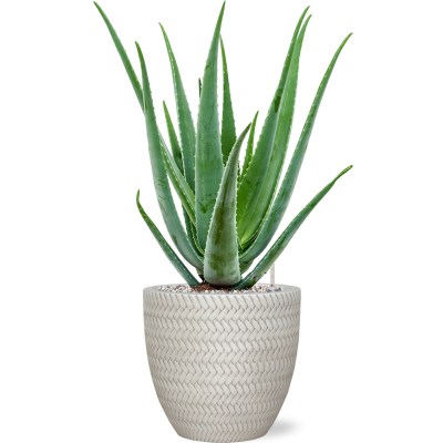 Растение в кашпо Aloe vera barbadensis in Baq Angle