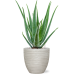 Растение в кашпо Aloe vera barbadensis in Baq Angle