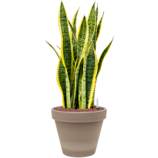 Sansevieria trifasciata 'Laurentii' in Terra Cotta