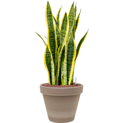 Растение в кашпо Sansevieria trifasciata 'Laurentii' in Terra Cotta