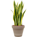 Растение в кашпо Sansevieria trifasciata 'Laurentii' in Terra Cotta