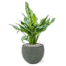 Aglaonema 'Miss Julliete' in Fay