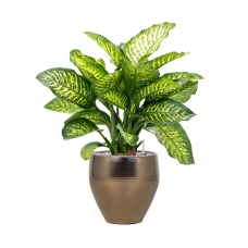 Dieffenbachia seguine 'Maroba' in Amora