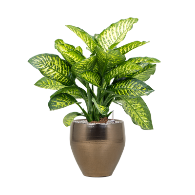 Растение в кашпо Dieffenbachia seguine 'Maroba' in Amora