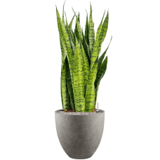 Sansevieria zeylanica in Grigio