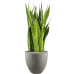 Растение в кашпо Sansevieria zeylanica in Grigio