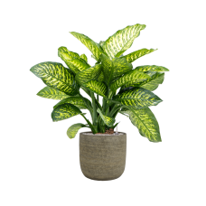 Dieffenbachia seguine 'Maroba' in Magna