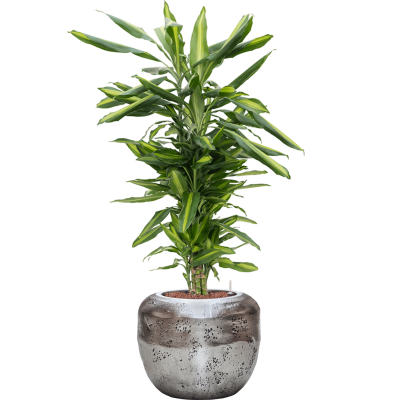 Растение в кашпо Dracaena fragrans 'Cintho in Baq Opus Raw