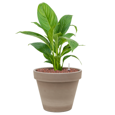 Растение в кашпо Spathiphyllum 'Mont Blanc' in Terra Cotta