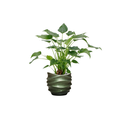 Растение в кашпо Alocasia cucullata 'Aurea' in Baq Gradient Lee