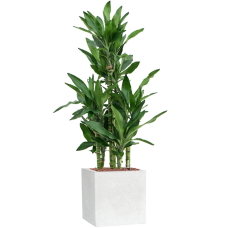 Dracaena fragrans 'Burundii' in Capi Lux Terrazzo