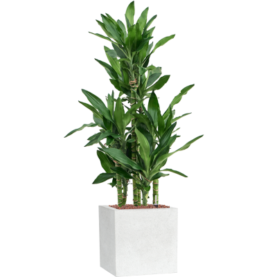 Растение в кашпо Dracaena fragrans 'Burundii' in Capi Lux Terrazzo