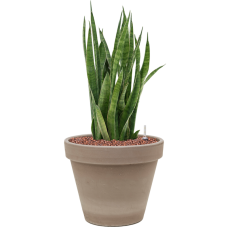 Sansevieria kirkii in Terra Cotta