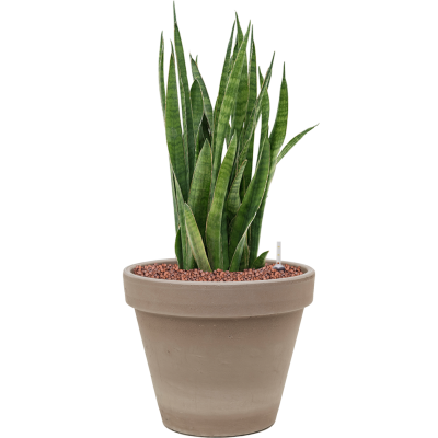 Растение в кашпо Sansevieria kirkii in Terra Cotta