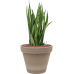 Растение в кашпо Sansevieria kirkii in Terra Cotta