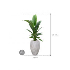 Spathiphyllum 'Sensation' in Capi Nature Rib NL