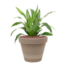 Dracaena fragrans 'Arturo' in Terra Cotta