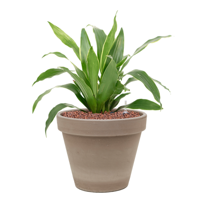 Растение в кашпо Dracaena fragrans 'Arturo' in Terra Cotta