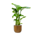 Растение в кашпо Strelitzia nicolai in Capi Nature Groove