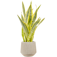 Sansevieria trifasciata 'Lauren' in Baq Raindrop