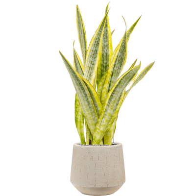 Растение в кашпо Sansevieria trifasciata 'Lauren' in Baq Raindrop