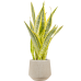 Растение в кашпо Sansevieria trifasciata 'Lauren' in Baq Raindrop