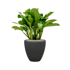 Aglaonema 'Freedman' in Baq Polystone Plain