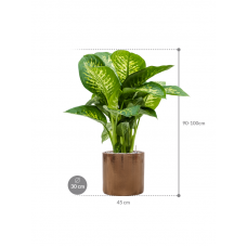 Dieffenbachia seguine 'Reeva' in Cylinder