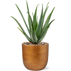 Aloe vera barbadensis in Capi Lux Retro