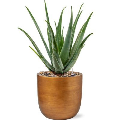 Растение в кашпо Aloe vera barbadensis in Capi Lux Retro