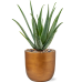 Растение в кашпо Aloe vera barbadensis in Capi Lux Retro