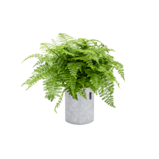 Asplenium dimorphum 'Parvati' in Lechuza Trendcover 23 Felt