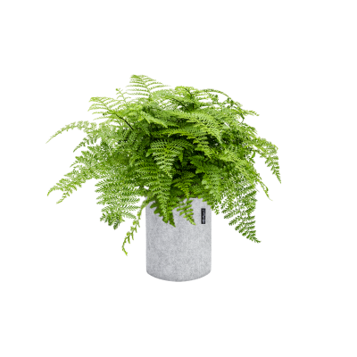 Растение в кашпо Asplenium dimorphum 'Parvati' in Lechuza Trendcover 23 Felt