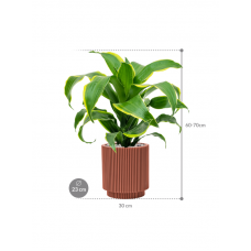 Dracaena fragrans 'Dorado' in Capi Nature Groove Special