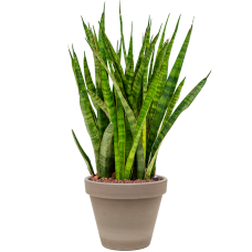 Sansevieria kirkii in Terra Cotta