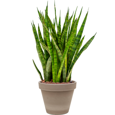 Растение в кашпо Sansevieria kirkii in Terra Cotta