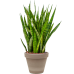 Растение в кашпо Sansevieria kirkii in Terra Cotta